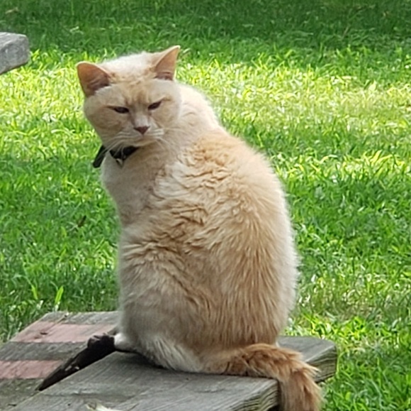 Meet your Posher, Cheryl - Picture 5 of 8